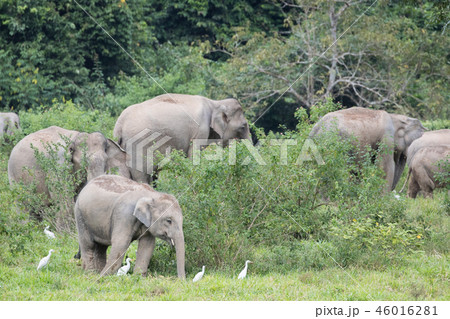 Asiatic Elephant is big five animal in 46016281