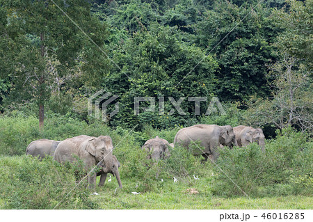 Asiatic Elephant is big five animal in 46016285