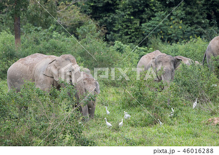 Asiatic Elephant is big five animal in 46016288