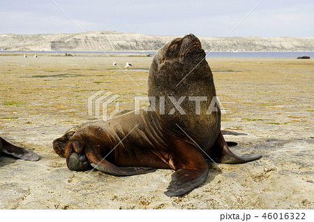 オタリア オタリア 46016322