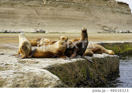 オタリア 46016323