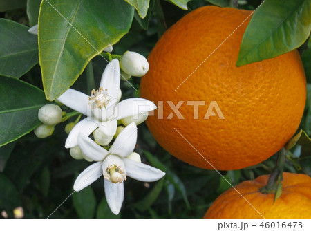 Valencian orange and orange blossoms. Spain. Sprin Valencian orange and orange blossoms. Spain. Sprin 46016473