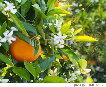 Valencian orange and orange blossoms. Spain. Sprin 46016507