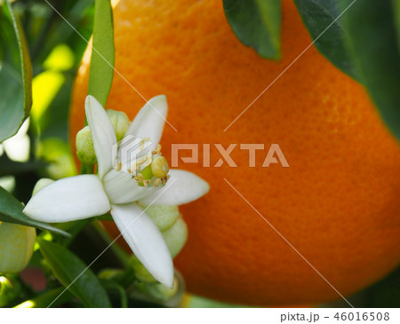 Valencian orange and orange blossoms. Spain. Sprin 46016508