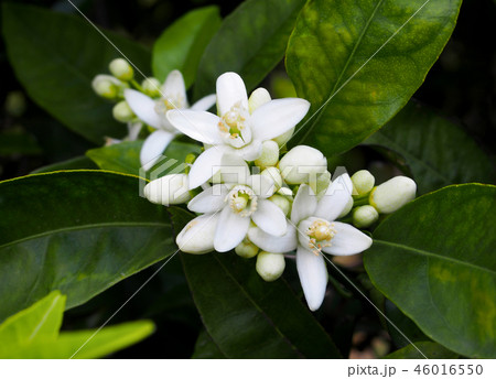 Valencian orange and orange blossoms. Spain.Spring 46016550