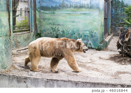 Brown bear walks in his residence at the zoo 46016844