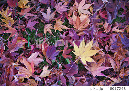 紅葉した落ち葉 紅葉した落ち葉 46017248