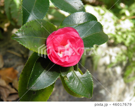 山茶花の花 山茶花の花 46017679