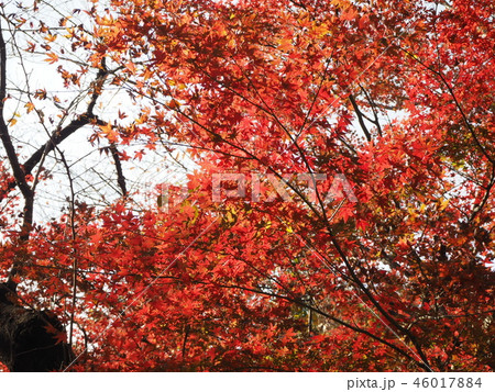 紅葉 等々力渓谷 紅葉 等々力渓谷 46017884
