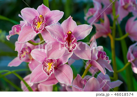 Branch of gently pink orchid Branch of gently pink orchid 46018574