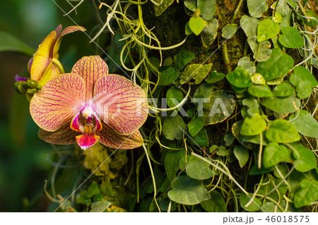 Unusual orchid Unusual orchid 46018575