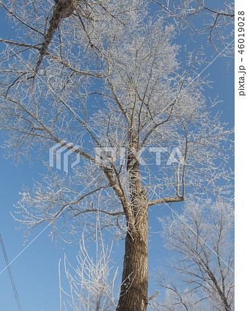 極寒の世界の樹氷 46019028