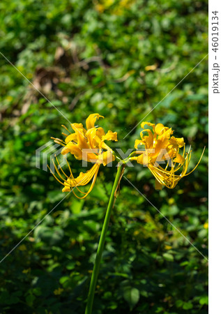 リコリス 46019134