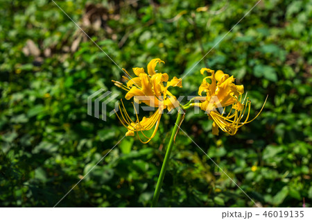 リコリス 46019135