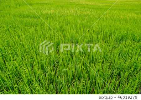 Jasmine rice sprout field growing in agriculture Jasmine rice sprout field growing in agriculture 46019279