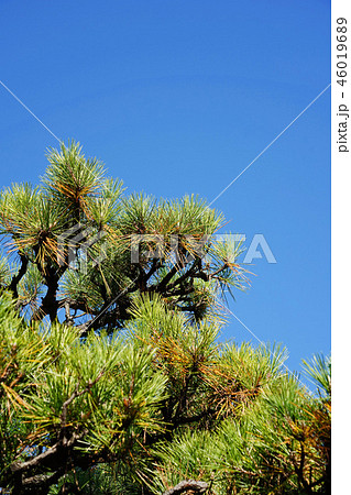 晩秋のクロマツ 46019689