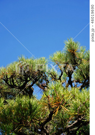 晩秋のクロマツ 46019690