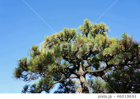 晩秋のクロマツ 晩秋のクロマツ 46019693