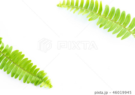 green leaves of fern isolated on white green leaves of fern isolated on white 46019945