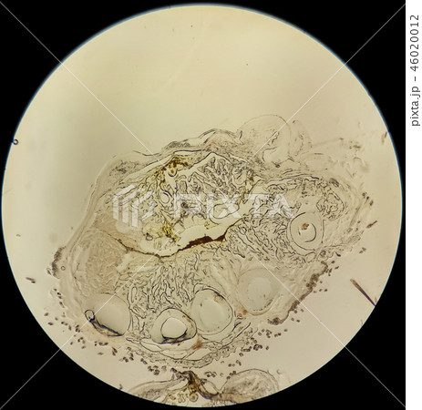 Histological cross-section of a tissue of a mouse 46020012