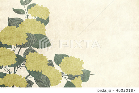 和風背景アジサイ 46020187