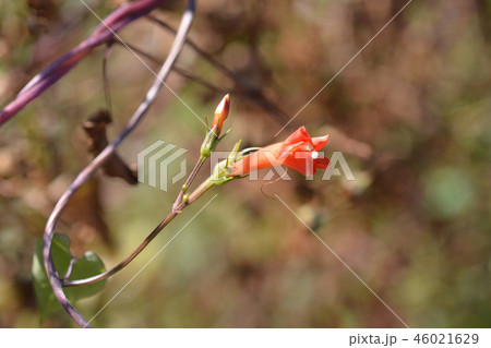 Red morning glory 46021629