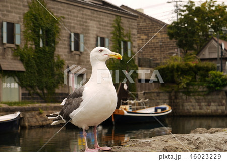 小樽運河で暮らす鳥 46023229