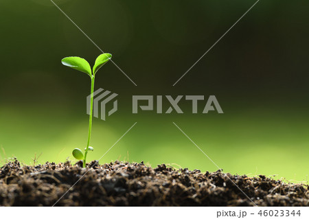 Young plant in the morning light on nature 46023344