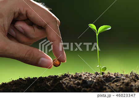 Human's hand planting seeds in soil 46023347