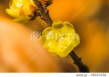 蝋梅ロウバイ 晩冬、立春の小さな花 透き通る黄色が可愛い 蝋梅ロウバイ 晩冬、立春の小さな花 透き通る黄色が可愛い 46024206