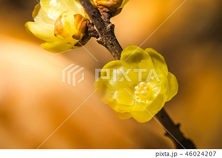 蝋梅ロウバイ　晩冬、立春の小さな花　透き通る黄色が可愛い 46024207