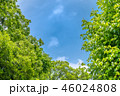 東京の林試の森公園、新緑と青空の風景です。 46024808