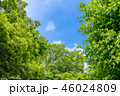 東京の林試の森公園、新緑と青空の風景です。 46024809