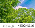 東京の林試の森公園、新緑と青空の風景です。 46024810