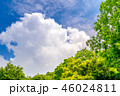 東京の林試の森公園、新緑と青空の風景です。 46024811