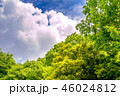 東京の林試の森公園、新緑と青空の風景です。 46024812