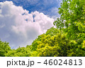 東京の林試の森公園、新緑と青空の風景です。 46024813