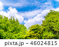 東京の林試の森公園、新緑と青空の風景です。 46024815