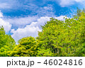 東京の林試の森公園、新緑と青空の風景です。 46024816