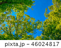 東京の林試の森公園、新緑と青空の風景です。 46024817