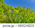 東京の林試の森公園、新緑と青空の風景です。 46024820