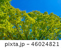 東京の林試の森公園、新緑と青空の風景です。 46024821