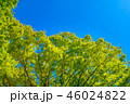 東京の林試の森公園、新緑と青空の風景です。 46024822