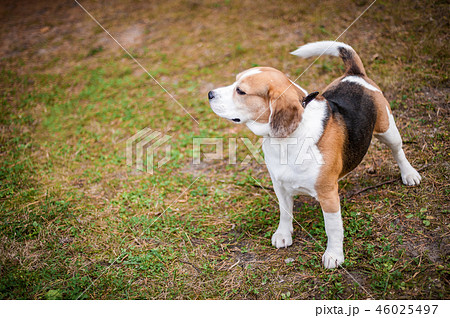 Hound Beagle on a walk in the autumn Park 46025497