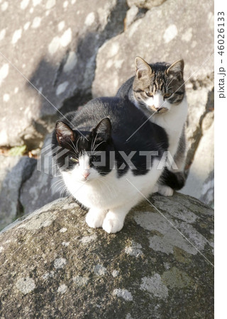 動物 生き物写真 ねこ 仲良しネコ 城跡 かしこまるネコ 何か言いたげなネコ2匹 動物 生き物写真 ねこ 仲良しネコ 城跡 かしこまるネコ 何か言いたげなネコ2匹 46026133