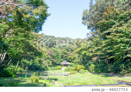 東京都 明治神宮御苑 菖蒲田(しょうぶだ) 東京都 明治神宮御苑 菖蒲田(しょうぶだ) 46027753