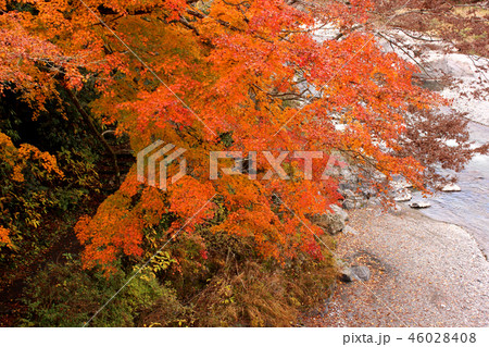 鵜の瀬橋から俯瞰した紅葉したモミジ(1) 鵜の瀬橋から俯瞰した紅葉したモミジ(1) 46028408