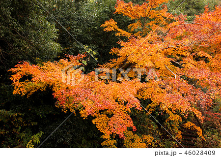 鵜の瀬橋から俯瞰した紅葉したモミジ(2) 46028409