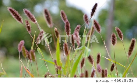 穂の色が濃い紫色の紫エノコログサ 穂の色が濃い紫色の紫エノコログサ 46028508