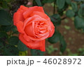 秋ばら 46028972